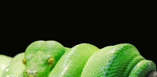 W jakim języku napisany jest Python?