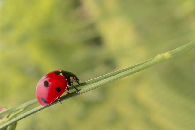 Kto zajmuje się zwalczaniem nielegalnej emigracji? Kto zajmuje się zwalczaniem nielegalnej emigracji?